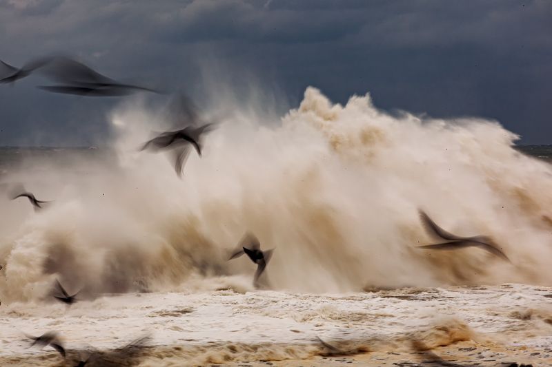 storm and birdsphoto preview