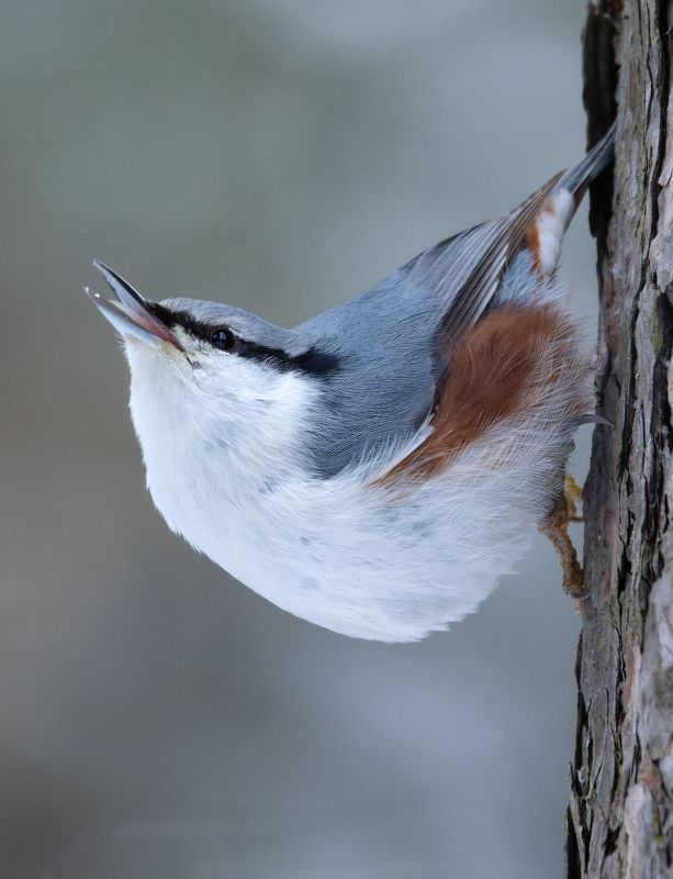 поползень, sitta europaea, фото птиц, птицы Поползень. (Sitta europaea)photo preview