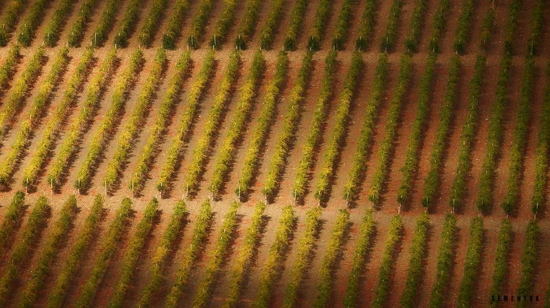 крым, осень, виноград, пейзаж Ритмы крымской осениphoto preview