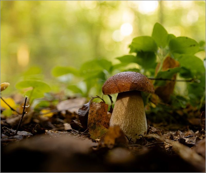 макро,грибы Грибыphoto preview