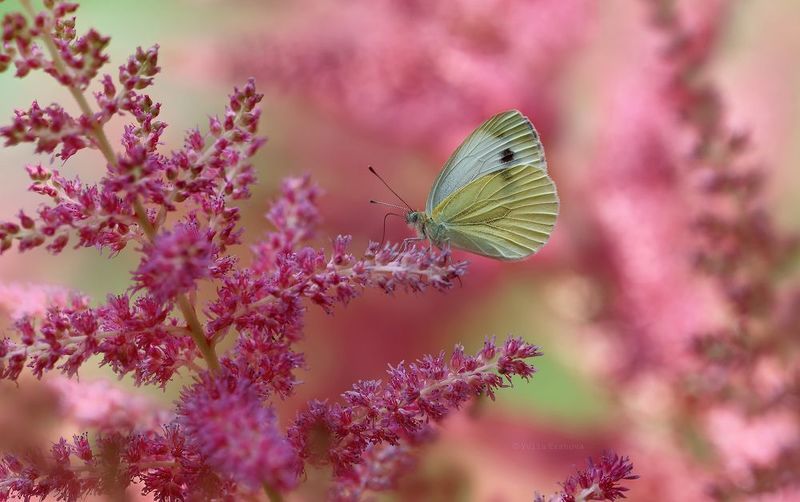бабочка Ласковое утроphoto preview