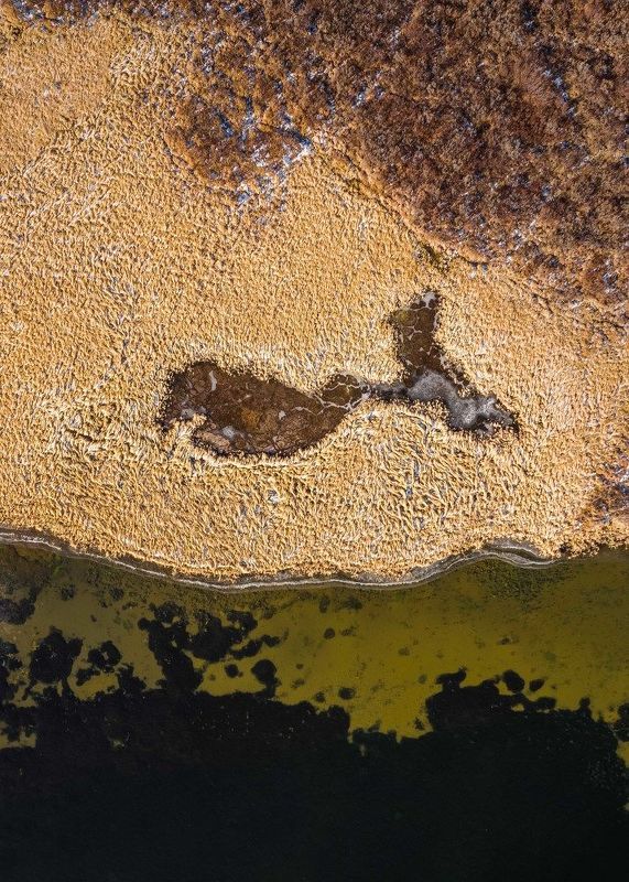 Рыбка…  Fish... фото превью