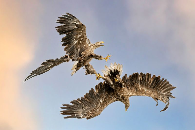 Bielik, ptak, ptak drapiezny, Haliaeetus albicilla, bird of prey Ptak drapiezny Bielikphoto preview