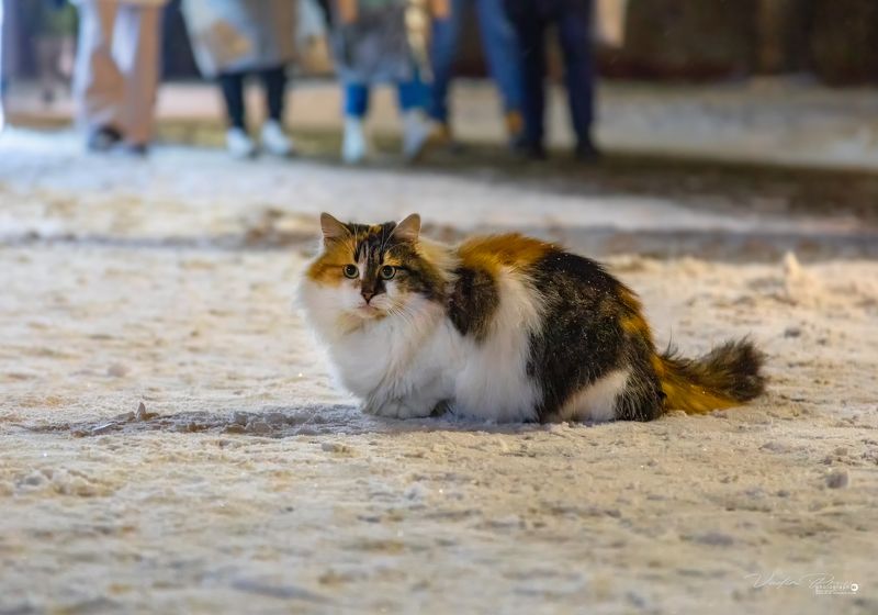 кошка, Зеленоградск, животное, зима, Россия, снег, стрит, улица, фотография, Свирин Вадим, 2022 «Зеленоградский уличная кошка»photo preview