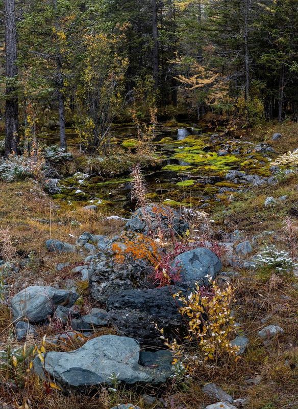 forest, russia Где живет кикимора фото превью