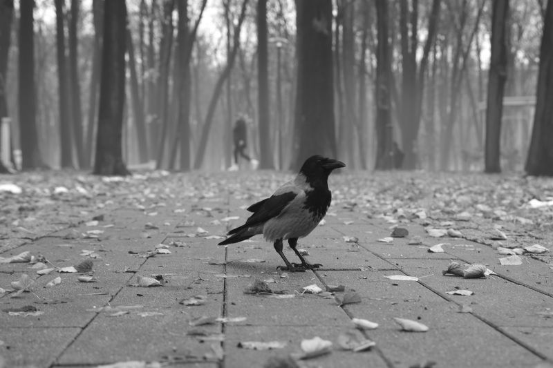 туман ворона парк  А может быть ворона?photo preview