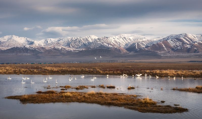 алтай, горный алтай, пейзажи алтая, кош-агачский район, лебеди-кликуны, лебеди, кликуны, осень, горы, осенний алтай, чуйская степь, кош-агач Кликуны в Чуйской степиphoto preview