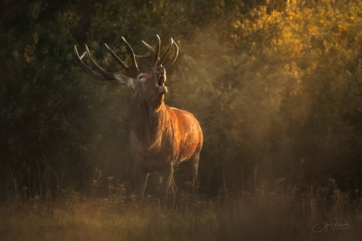 красный бор, беларусь, олень, осенний гон, осень, deer, Рудченко Ольга