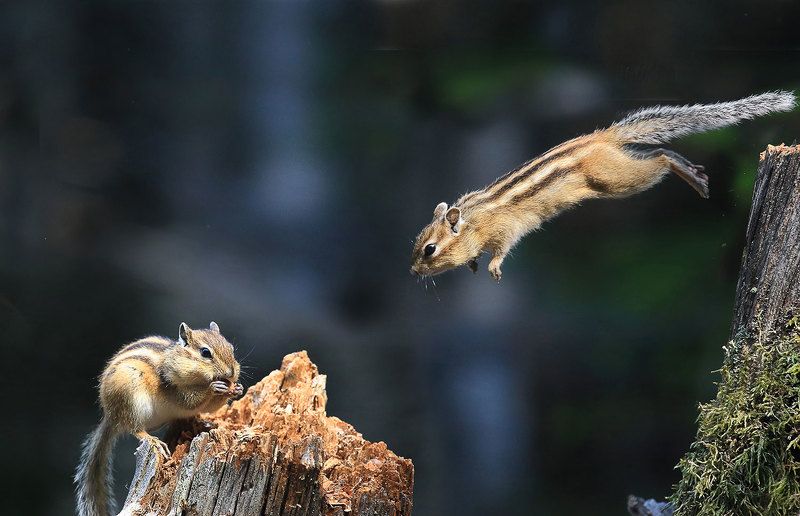 бурундук Сейчас он получит!photo preview