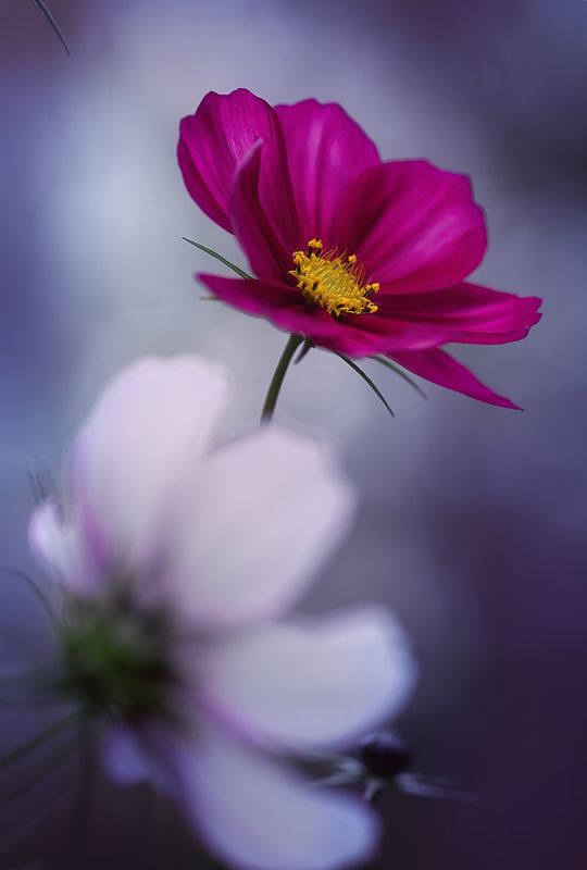 космея, марко, цветы Mysteryphoto preview