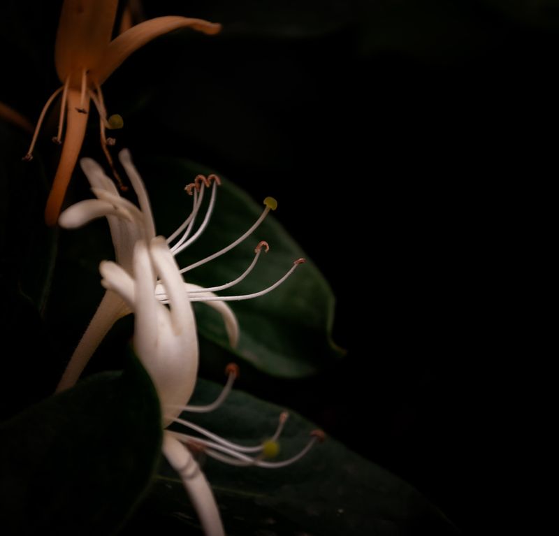 Madreselvaphoto preview