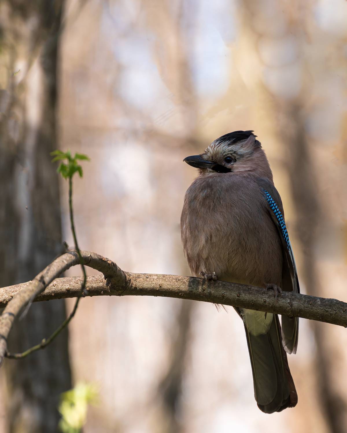 сойка, Алексей Рыльский