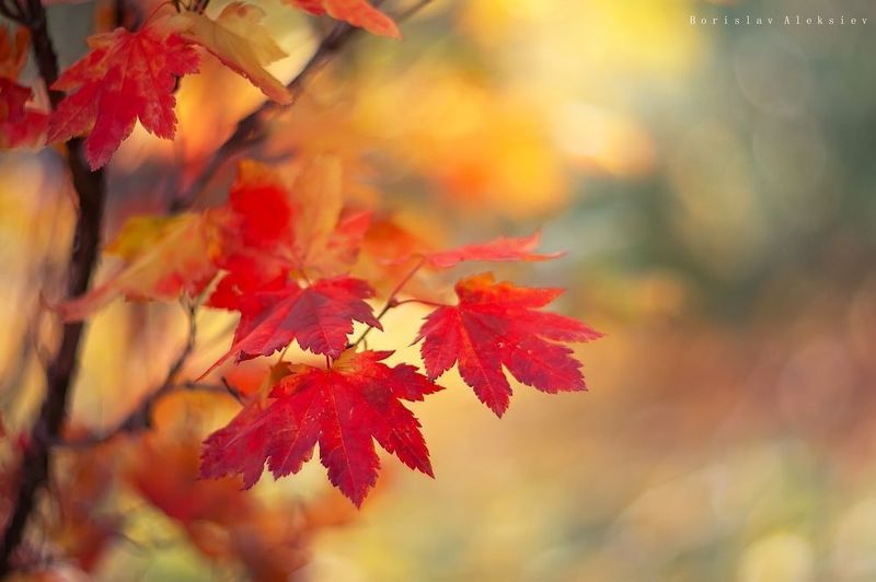 autumn,forest,travel,tree,orange,yellow,light,dark,plant, Autumn фото превью