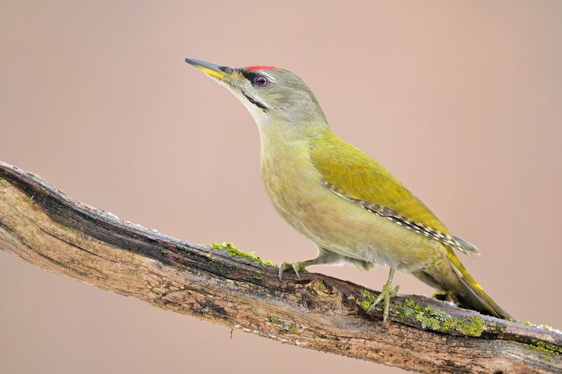 woodpecker, wildlife, birding, wild Woodpeckerphoto preview