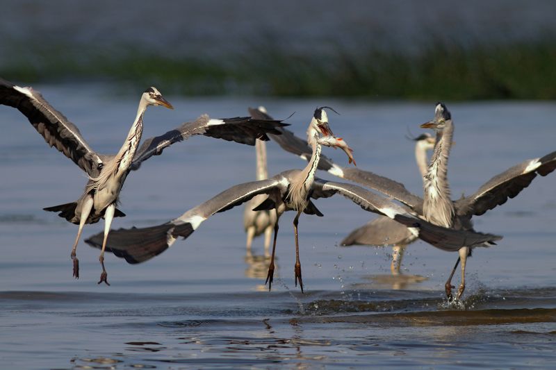 серая цапля, цапля, ardea cinerea, grey heron, heron, куршская коса, куршский залив Ажиотажphoto preview