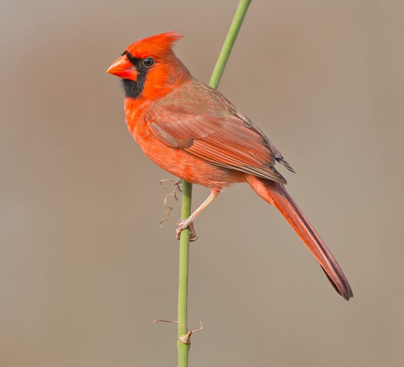 красный кардинал, northern cardinal, cardinal,кардинал, зима Northern Cardinal, male - Красный кардинал, самецphoto preview