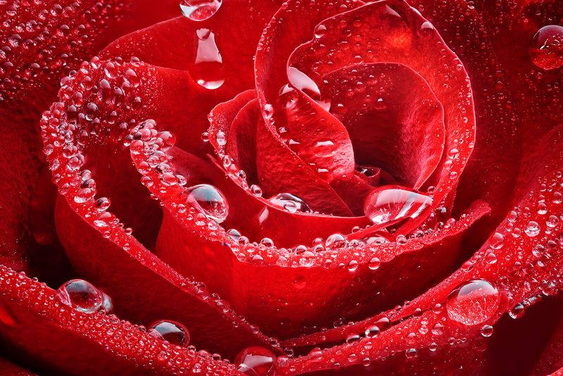 Мокрое макро...photo preview