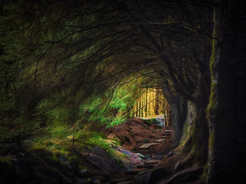 the Elf pathphoto preview