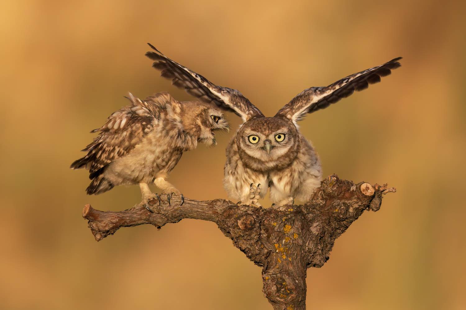 ***. Автор: Фруман Евгений , Фруман Евгений