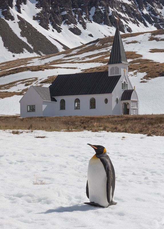 Прихожанинphoto preview