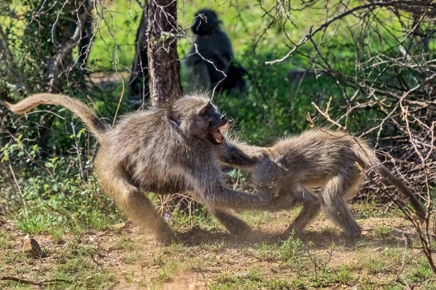 , Гордонов Юрий