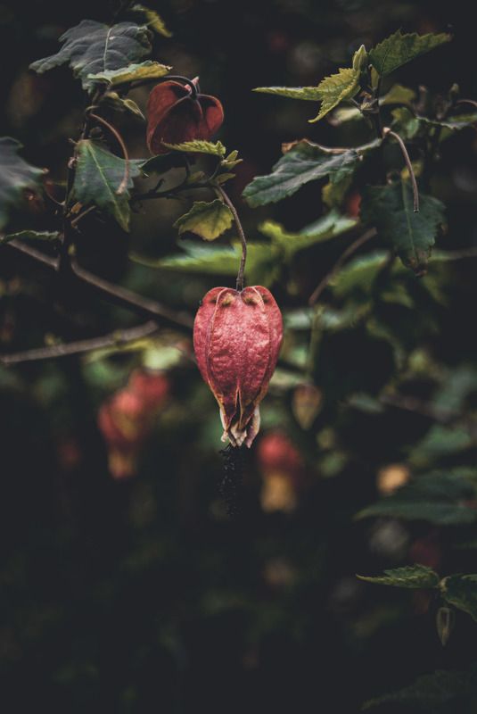 Abutilonphoto preview