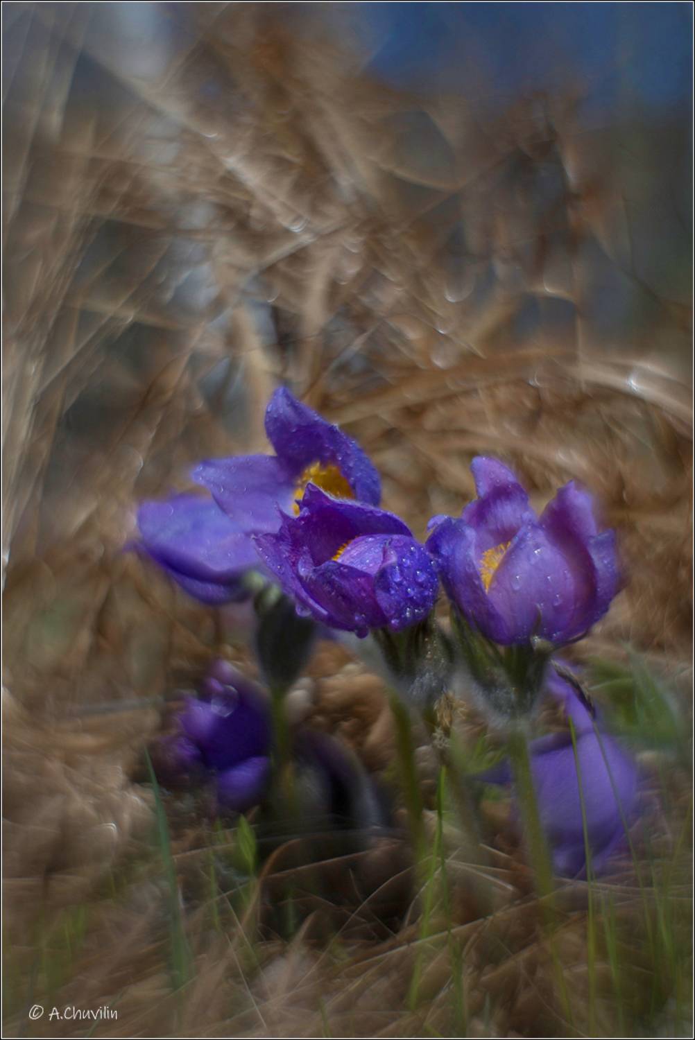 Сон трава. Автор: Александр Чувилин сон,трава, Александр Чувилин