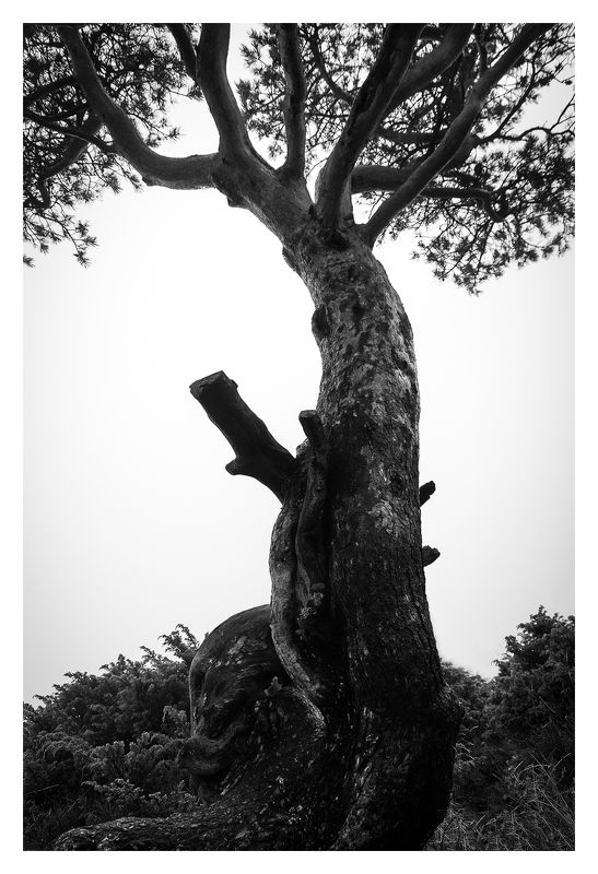 tree, silhouette, black, white, pine The treephoto preview