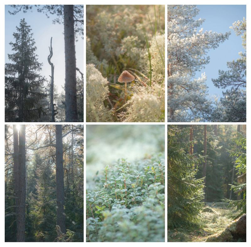 карельский перешеек, в лесах под выборгом, каменногорск, лес, волшебство, дремучий лес Волшебное утроphoto preview