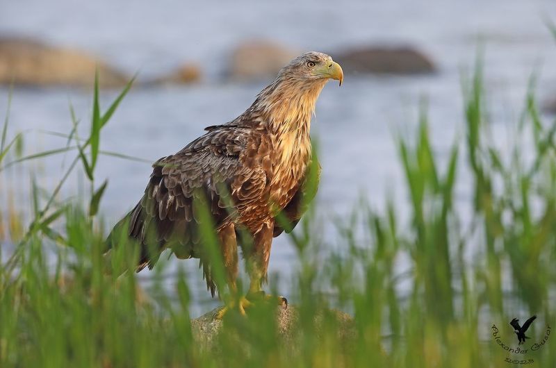 орлан белохвост. Серьёзный парень.photo preview