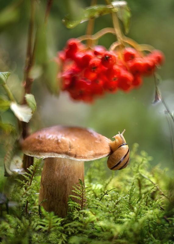 белый гриб, улитка, лес, моя беларусь, ирина горюкина, объектив гелиос 44-3 Лесные историиphoto preview