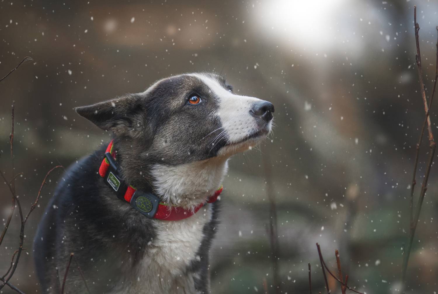 собака, Матвеева Наталия