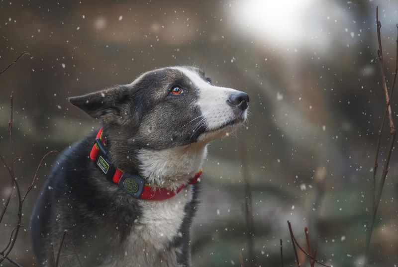 собака Собака-мечтакаphoto preview