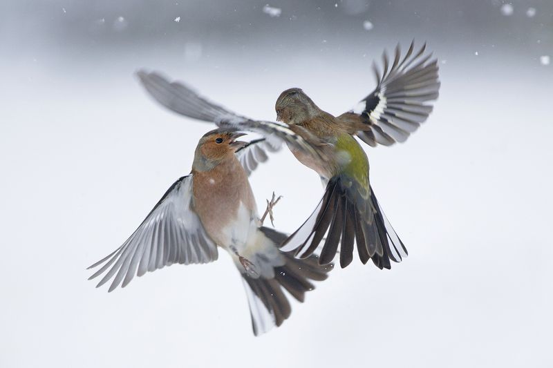 Зяблики в снегуphoto preview