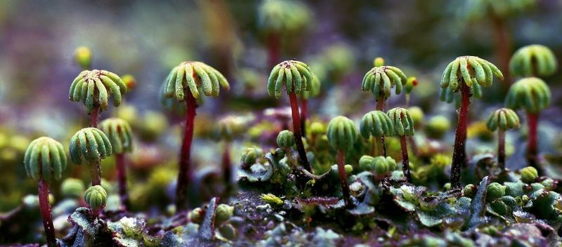 Пальмы.Маленькие ещё.photo preview