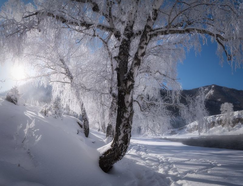 алтай, горный алтай, пейзажи алтая, онгудайский район, горная река, зимний алтай, чуя, горы, зима в горах, березы в инее, куржак, иней Березовый этюдphoto preview