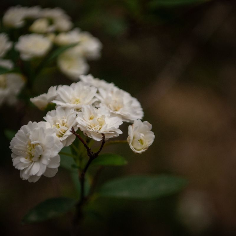 Flowersphoto preview