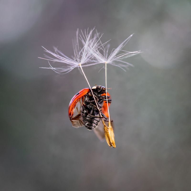 божья коровка, макро, одуванчик, полёт, расправив крылья Свободный полётphoto preview