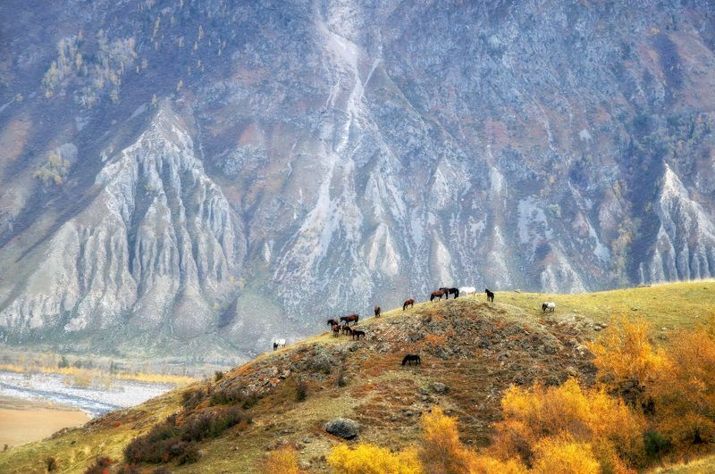 осень, алтай, чулышман, лошади Осень в долине Чулышманаphoto preview