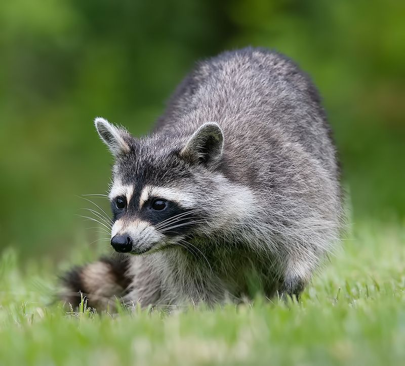 енот обыкновенный, енот-полоскун, raccoon, енот, дикие животные, животные, animals Енот-полоскун -Raccoonphoto preview