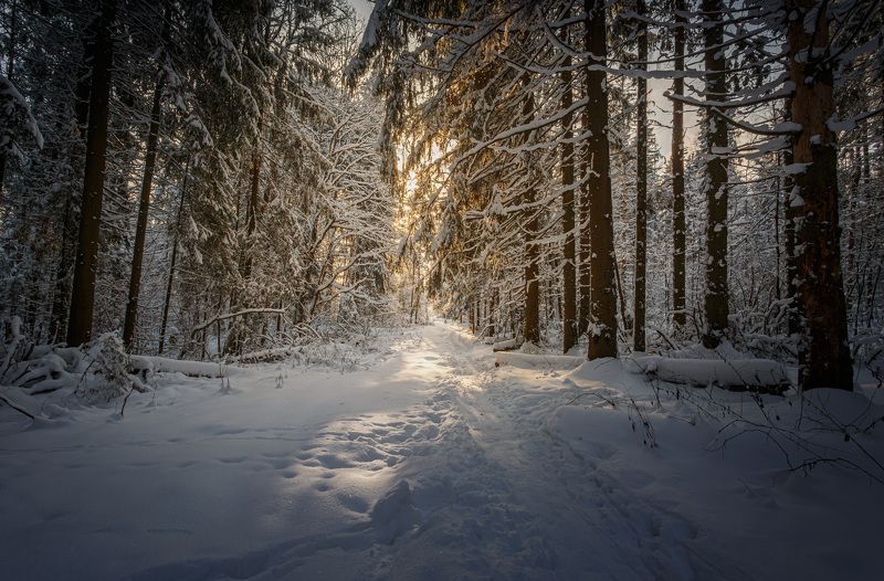 зима Московская обл. природный резерват \