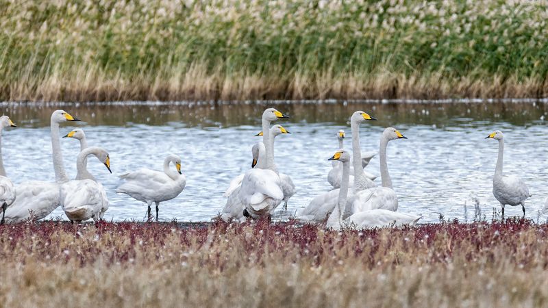 птицы, лебедь кликун, стая, кликуныphoto preview