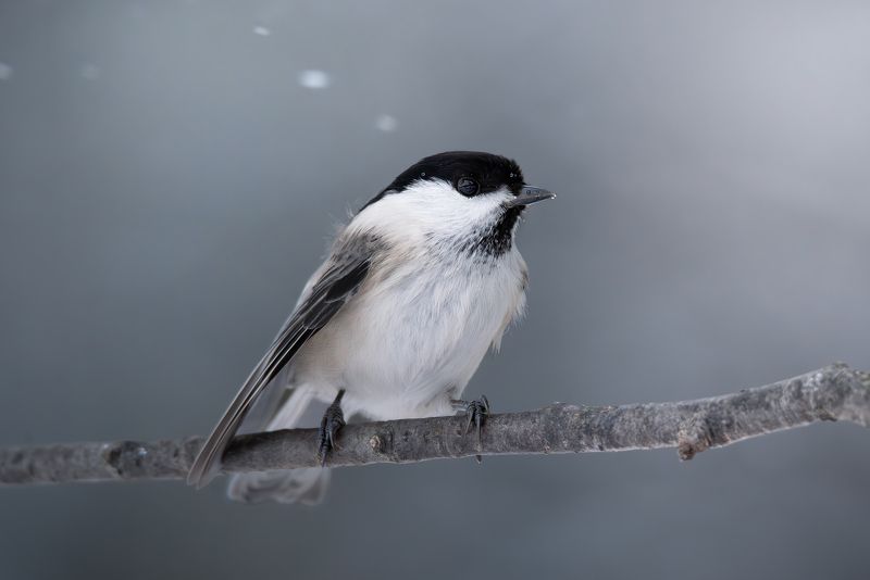 Буроголовая гаичка или пухляк, Parus montanus, Декабрь 2023photo preview