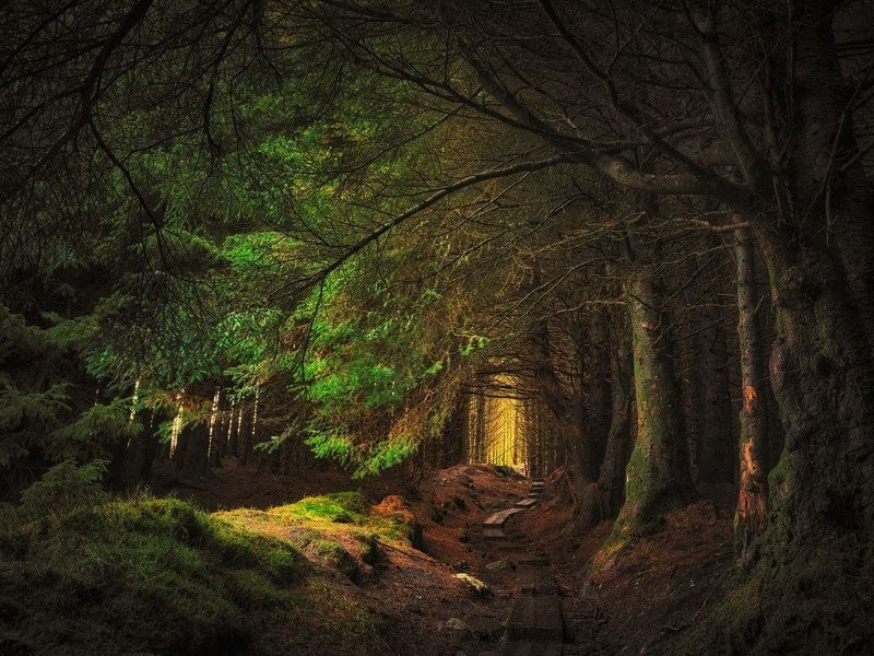 Elf pathphoto preview