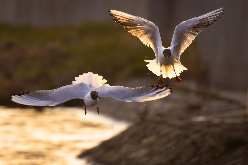 Gulls фото превью