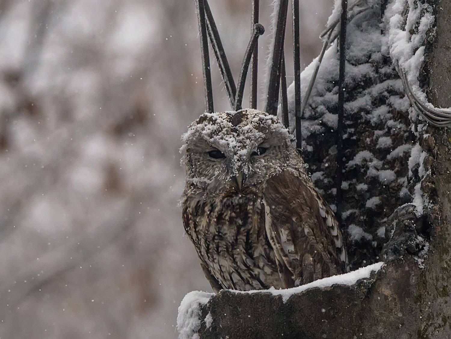Серая неясыть. Автор: Хасан Журтов серая неясыть, кабардино-балкария, Хасан Журтов