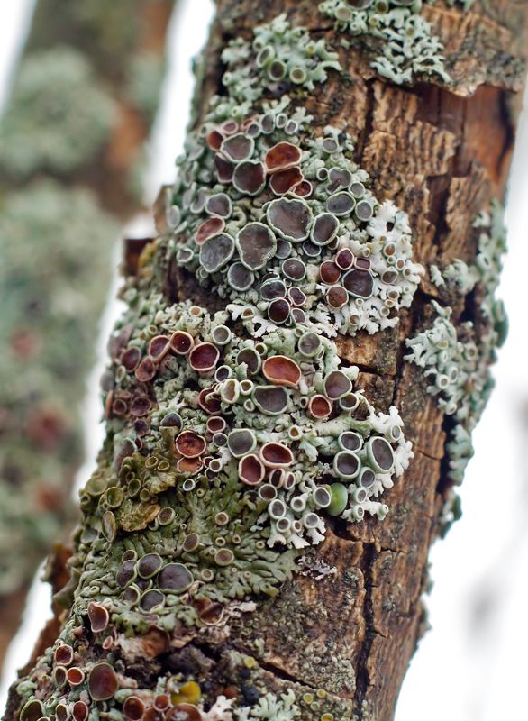 лихенизированные грибы, сообщество, симбиоз, водоросли Сообщество лишайниковphoto preview