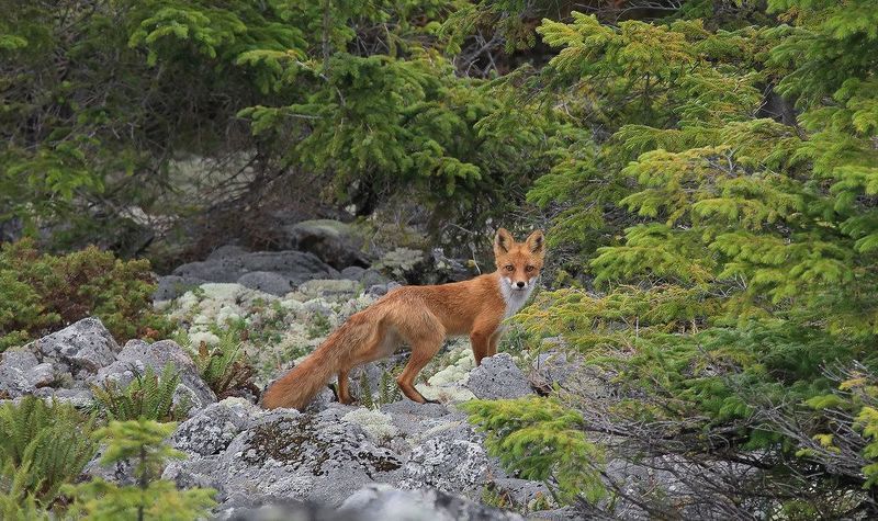 лиса лисаphoto preview