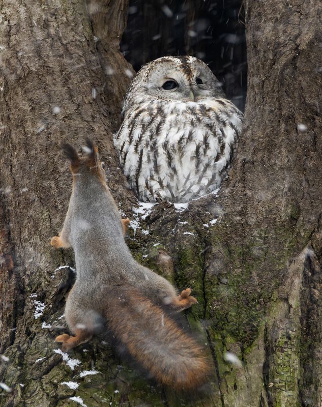 серая неясыть, птицы, фото птиц, белка Место занято.photo preview