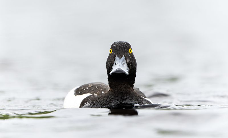 хохлатая чернеть, взгляд, глаза Взгляд чернетиphoto preview